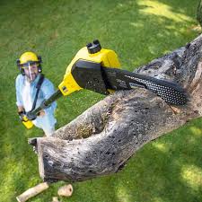 Trusted Waihee Waiehu, HI Tree Care Services Experts