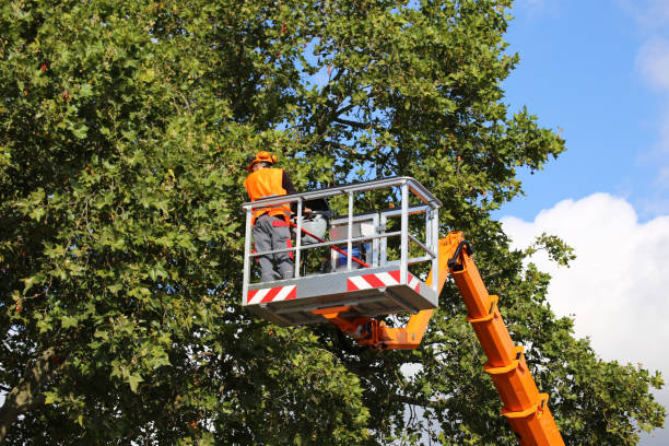 How Our Tree Care Process Works  in  Waihee Waiehu, HI